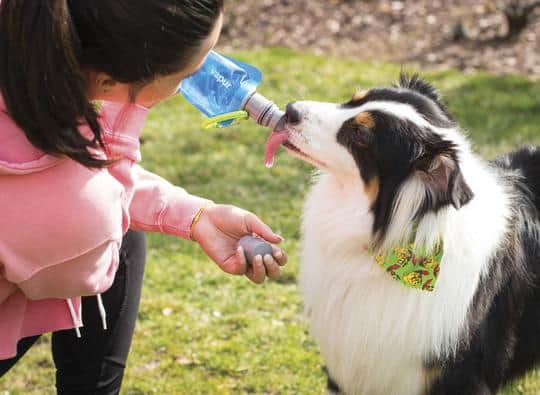 Vapur Ez Lick Portable Dog Water Bottle 700ml - Element - Water By Vapur